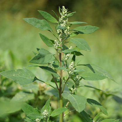 Lamb’s Quarters Seeds | Goosefoot | Wild Hen |  (Chenopodium album)