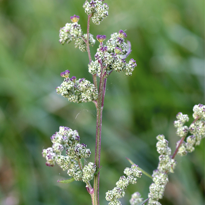 Lamb’s Quarters Seeds | Goosefoot | Wild Hen |  (Chenopodium album)