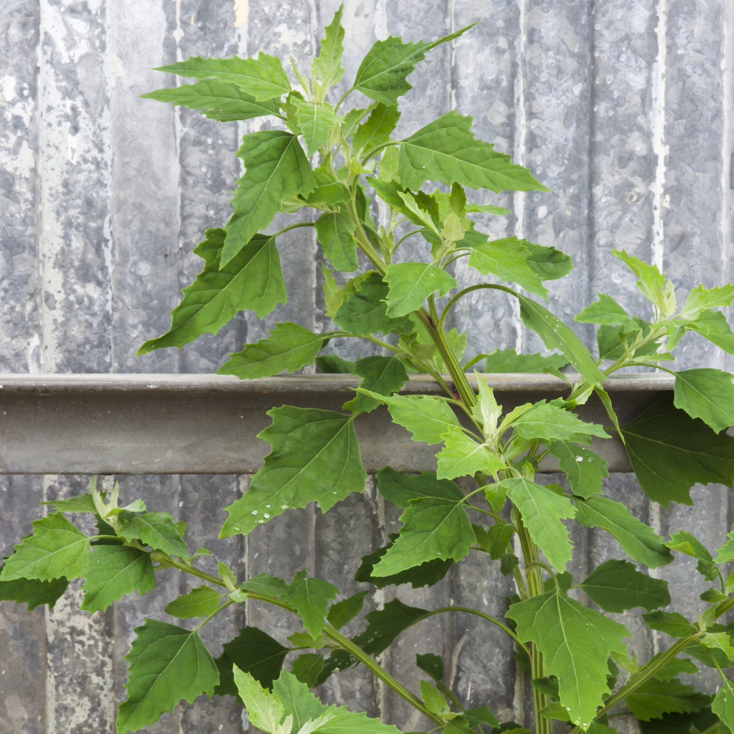 Lamb’s Quarters Seeds | Goosefoot | Wild Hen |  (Chenopodium album)
