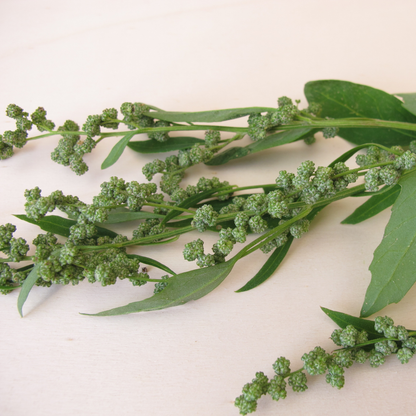 Lamb’s Quarters Seeds | Goosefoot | Wild Hen |  (Chenopodium album)