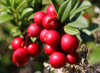 Lingonberry Tree Seeds | Cowberry | (Vaccinium vitis-idaea)