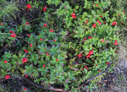 Lingonberry Tree Seeds | Cowberry | (Vaccinium vitis-idaea)