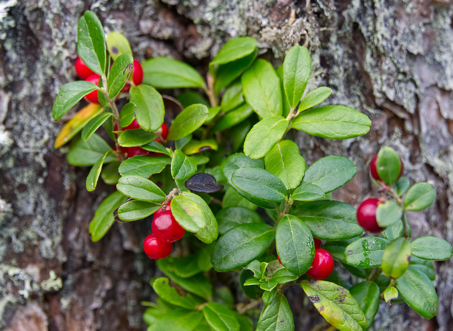 Lingonberry Tree Seeds | Cowberry | (Vaccinium vitis-idaea)