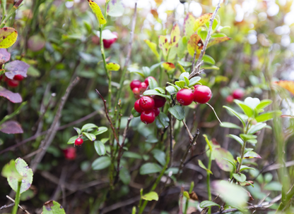 Lingonberry Tree Seeds | Cowberry | (Vaccinium vitis-idaea)