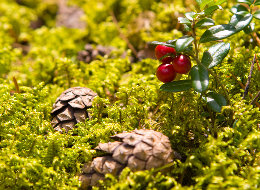 Lingonberry Tree Seeds | Cowberry | (Vaccinium vitis-idaea)