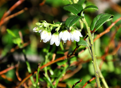Lingonberry Tree Seeds | Cowberry | (Vaccinium vitis-idaea)