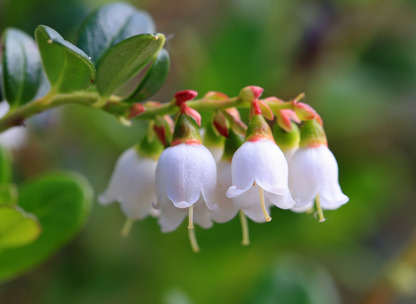 Lingonberry Tree Seeds | Cowberry | (Vaccinium vitis-idaea)