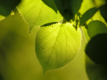 Littleleaf Linden Tree Seeds | Small-Leaved Lime | (Tilia cordata)