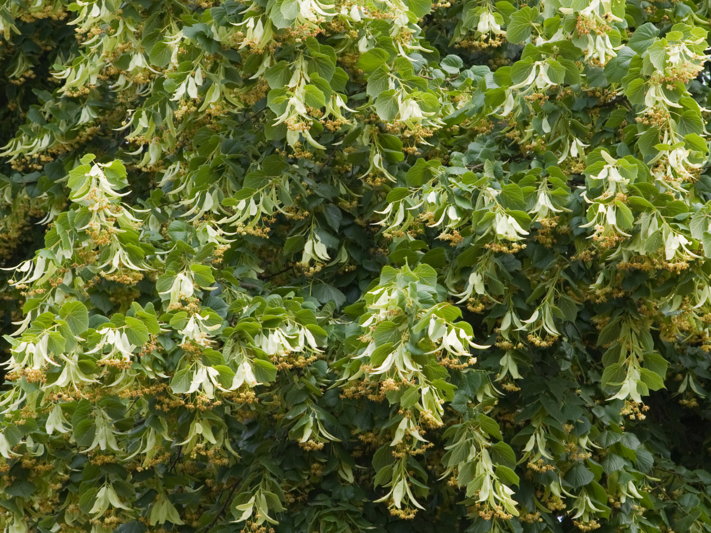 Littleleaf Linden Tree Seeds | Small-Leaved Lime | (Tilia cordata)