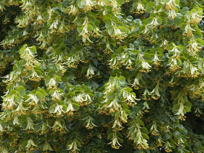 Littleleaf Linden Tree Seeds | Small-Leaved Lime | (Tilia cordata)