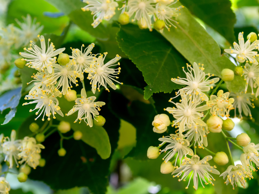 Littleleaf Linden Tree Seeds | Small-Leaved Lime | (Tilia cordata)