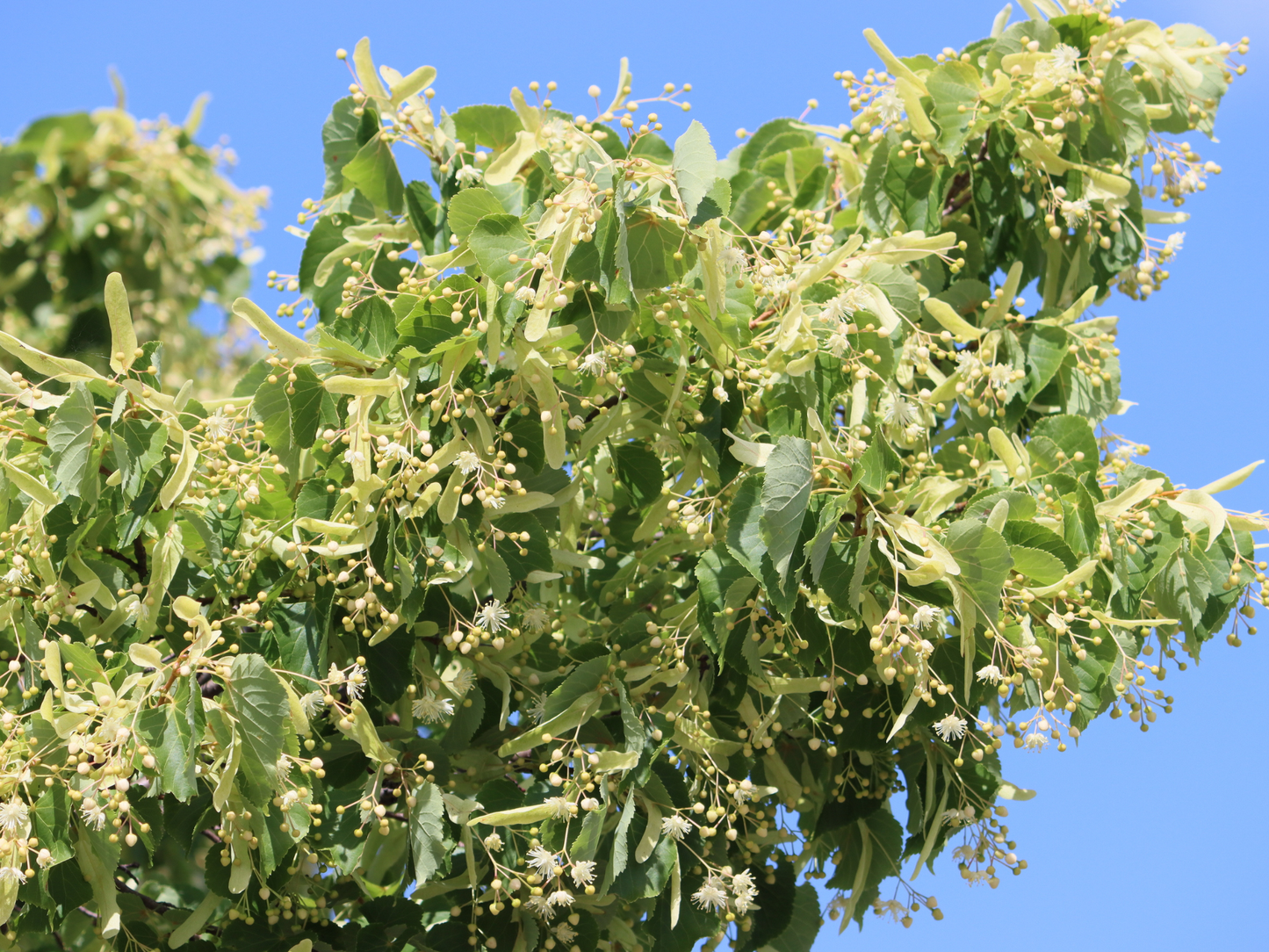 Littleleaf Linden Tree Seeds | Small-Leaved Lime | (Tilia cordata)