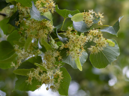 Littleleaf Linden Tree Seeds | Small-Leaved Lime | (Tilia cordata)