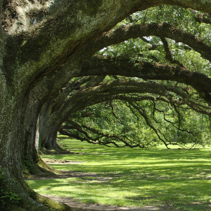 Live Oak Tree Seeds | Southern Live Oak | (Quercus virginiana)