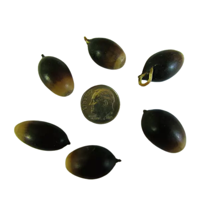 Live Oak Tree Seeds | Southern Live Oak | (Quercus virginiana)
