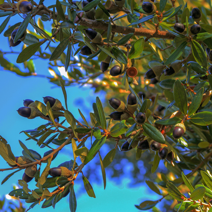 Live Oak Tree Seeds | Southern Live Oak | (Quercus virginiana)