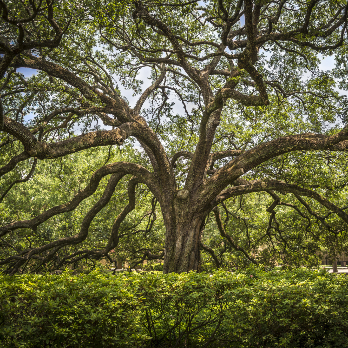 Live Oak Tree Seeds | Southern Live Oak | (Quercus virginiana)