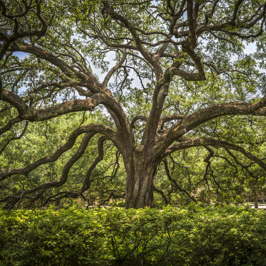 Live Oak Tree Seeds | Southern Live Oak | (Quercus virginiana)