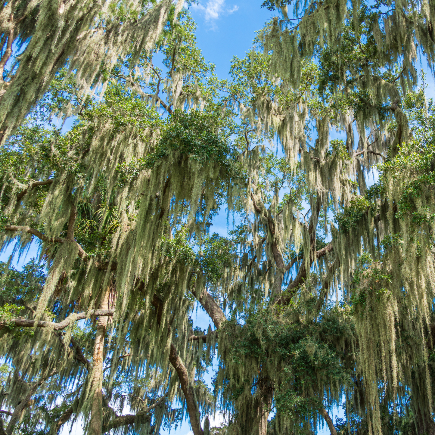 Live Oak Tree Seeds | Southern Live Oak | (Quercus virginiana)