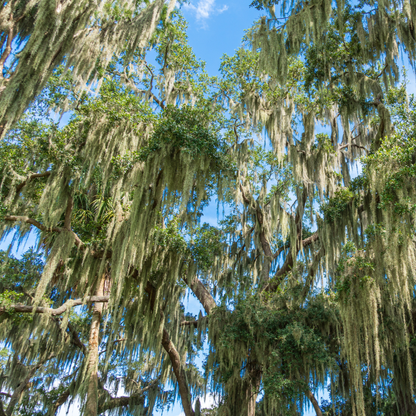 Live Oak Tree Seeds | Southern Live Oak | (Quercus virginiana)