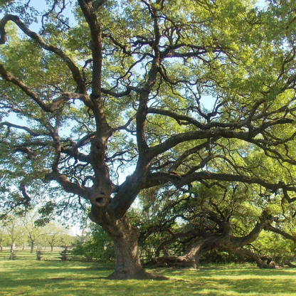 Live Oak Tree Seeds | Southern Live Oak | (Quercus virginiana)