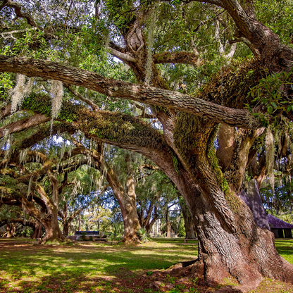 Live Oak Tree Seeds | Southern Live Oak | (Quercus virginiana)