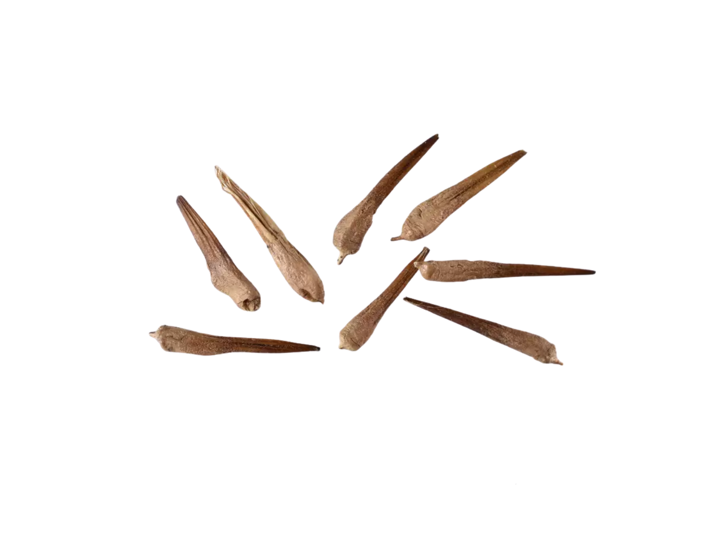 London Plane Tree Seeds | (Platanus × acerifolia)