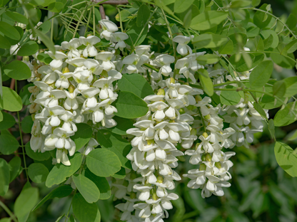 Kentucky Yellowwood Tree Seeds | American Yellowwood | (Cladrastis kentukea)
