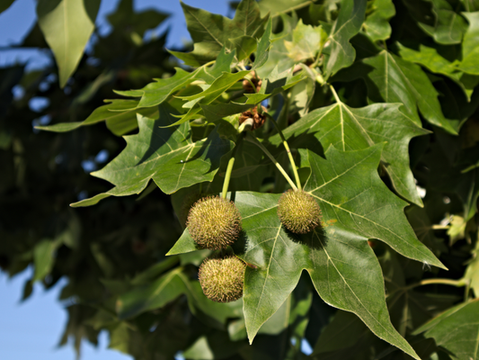 London Plane Tree Seeds | (Platanus × acerifolia)