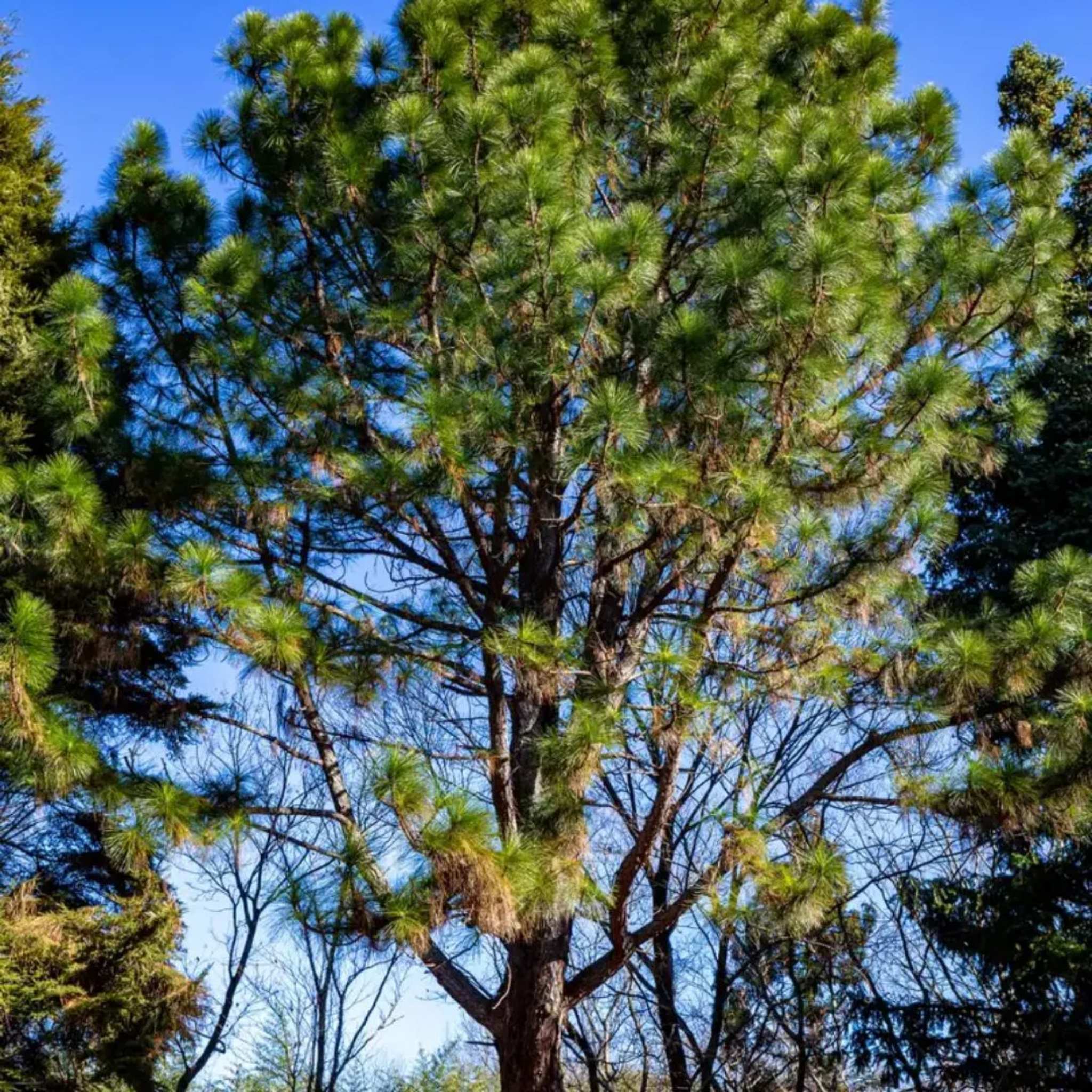 Longleaf Pine Seeds (Pinus palustris) | Native Southern Giant ...