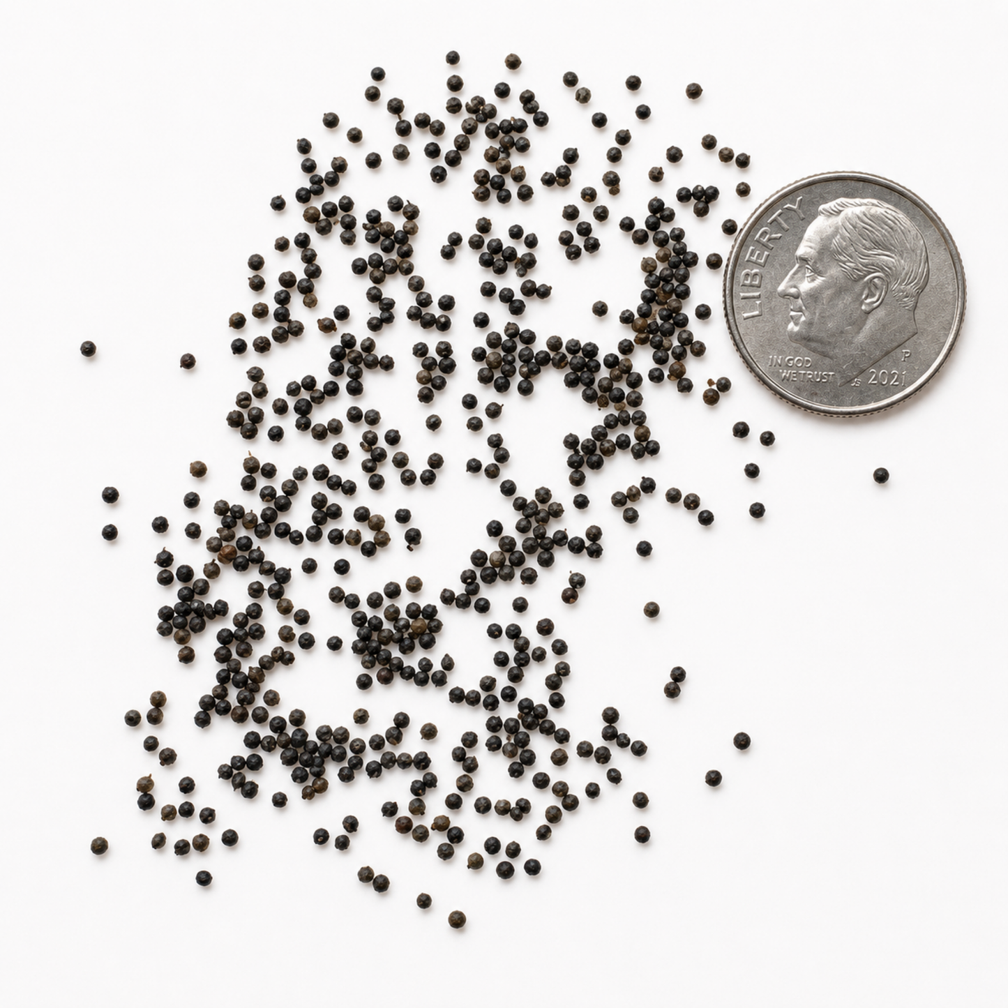 Lamb’s Quarters Seeds | Goosefoot | Wild Hen |  (Chenopodium album)