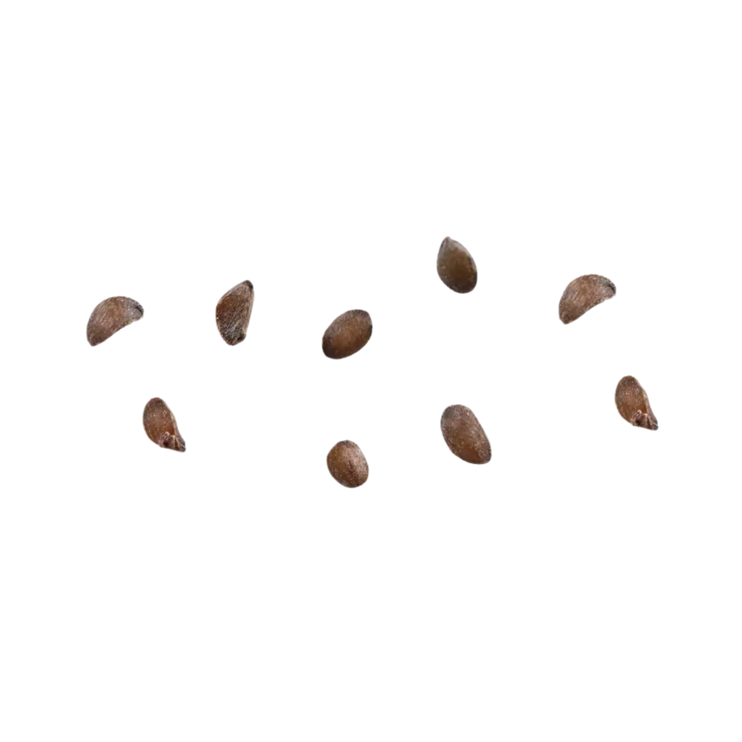 Pacific Madrone Tree Seeds | Madrona | (Arbutus menziesii)