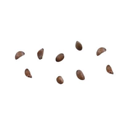 Pacific Madrone Tree Seeds | Madrona | (Arbutus menziesii)