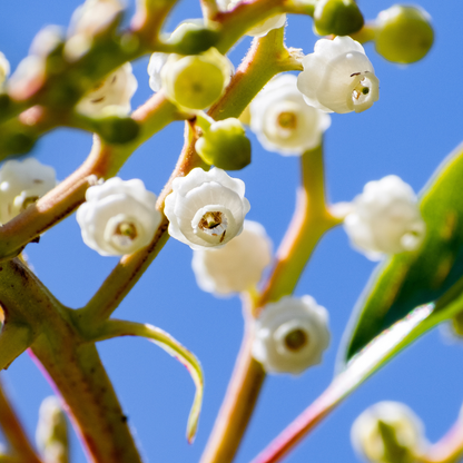 Pacific Madrone Tree Seeds | Madrona | (Arbutus menziesii)