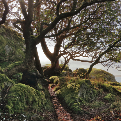 Pacific Madrone Tree Seeds | Madrona | (Arbutus menziesii)