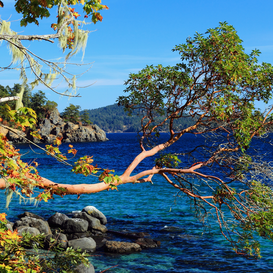 Pacific Madrone Tree Seeds | Madrona | (Arbutus menziesii)