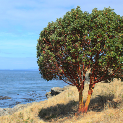 Pacific Madrone Tree Seeds | Madrona | (Arbutus menziesii)