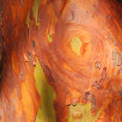 Pacific Madrone Tree Seeds | Madrona | (Arbutus menziesii)