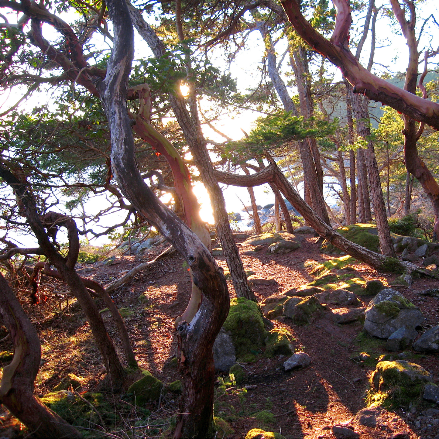 Pacific Madrone Tree Seeds | Madrona | (Arbutus menziesii)