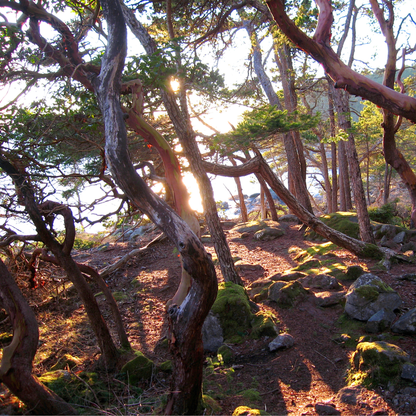 Pacific Madrone Tree Seeds | Madrona | (Arbutus menziesii)
