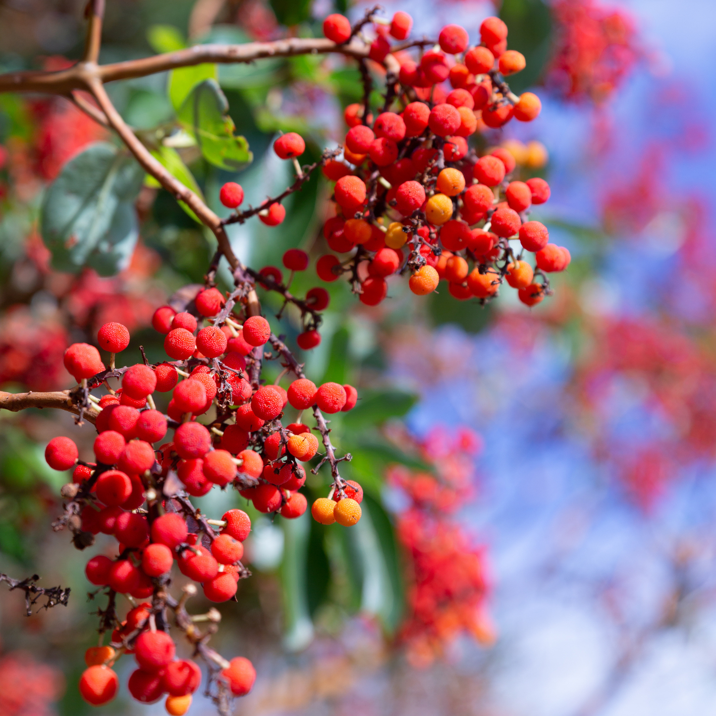 Pacific Madrone Tree Seeds | Madrona | (Arbutus menziesii)