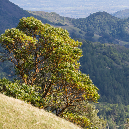 Pacific Madrone Tree Seeds | Madrona | (Arbutus menziesii)
