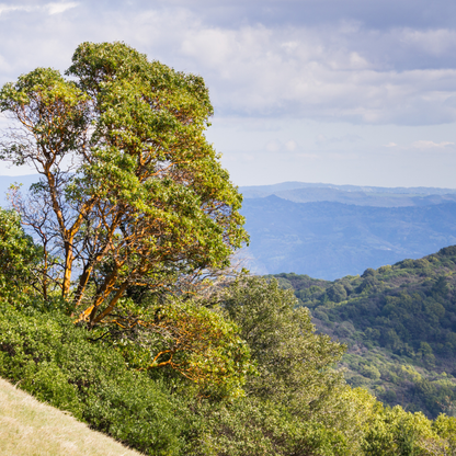 Pacific Madrone Tree Seeds | Madrona | (Arbutus menziesii)