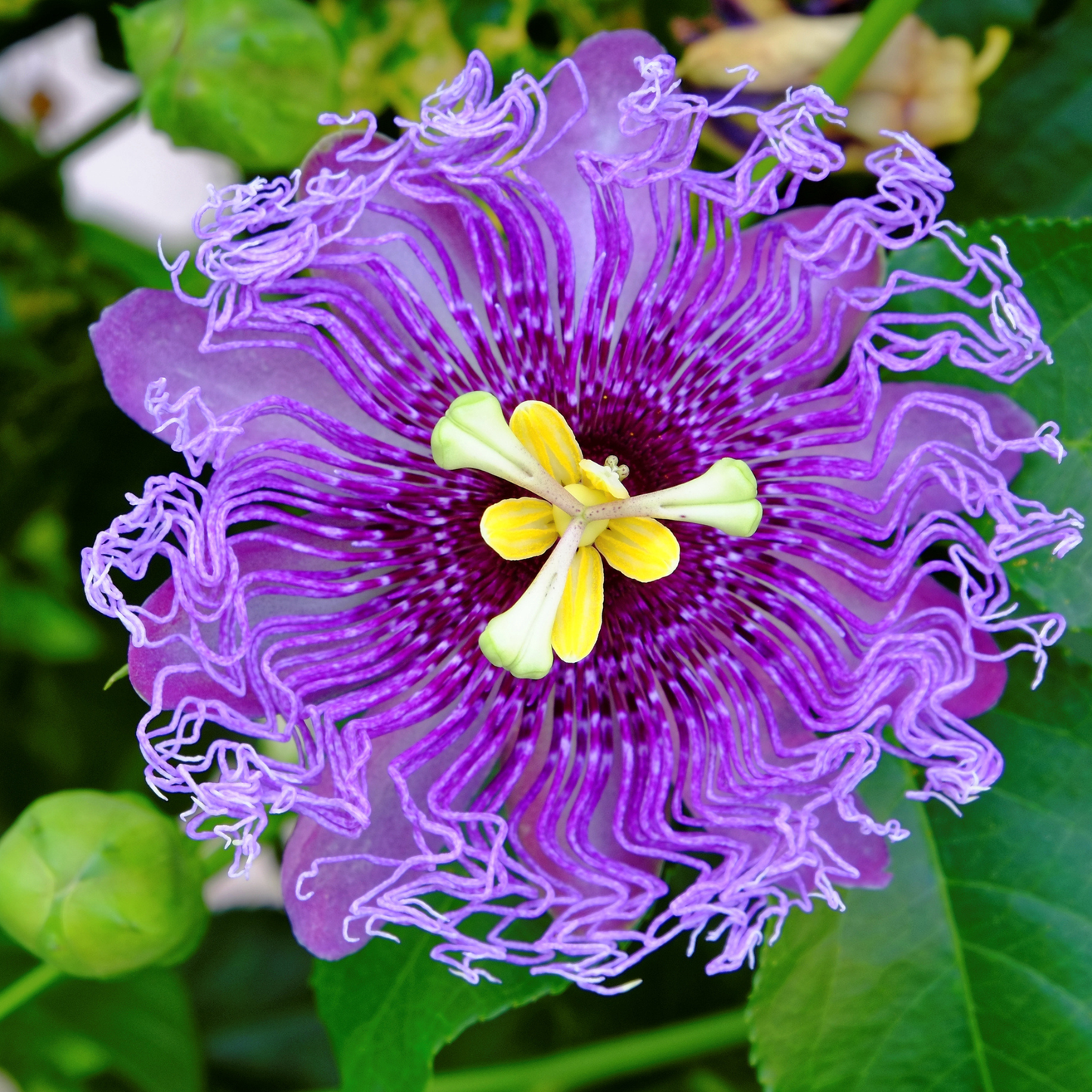 Maypop Seeds | Purple Passionflower | (Passiflora incarnata)