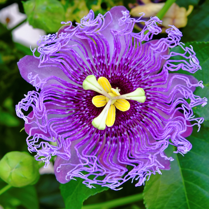 Maypop Seeds | Purple Passionflower | (Passiflora incarnata)