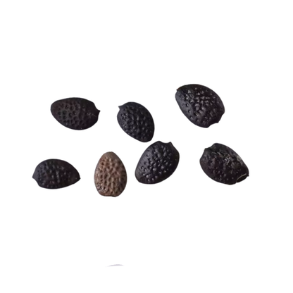 Maypop Seeds | Purple Passionflower | (Passiflora incarnata)