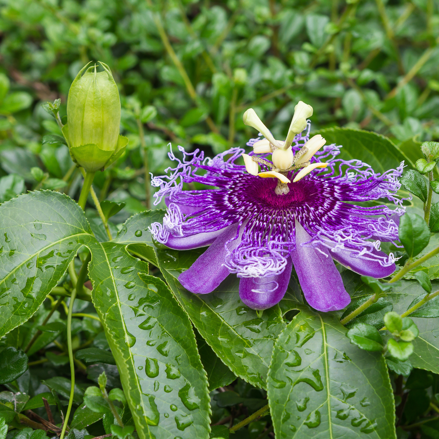 Maypop Seeds | Purple Passionflower | (Passiflora incarnata)