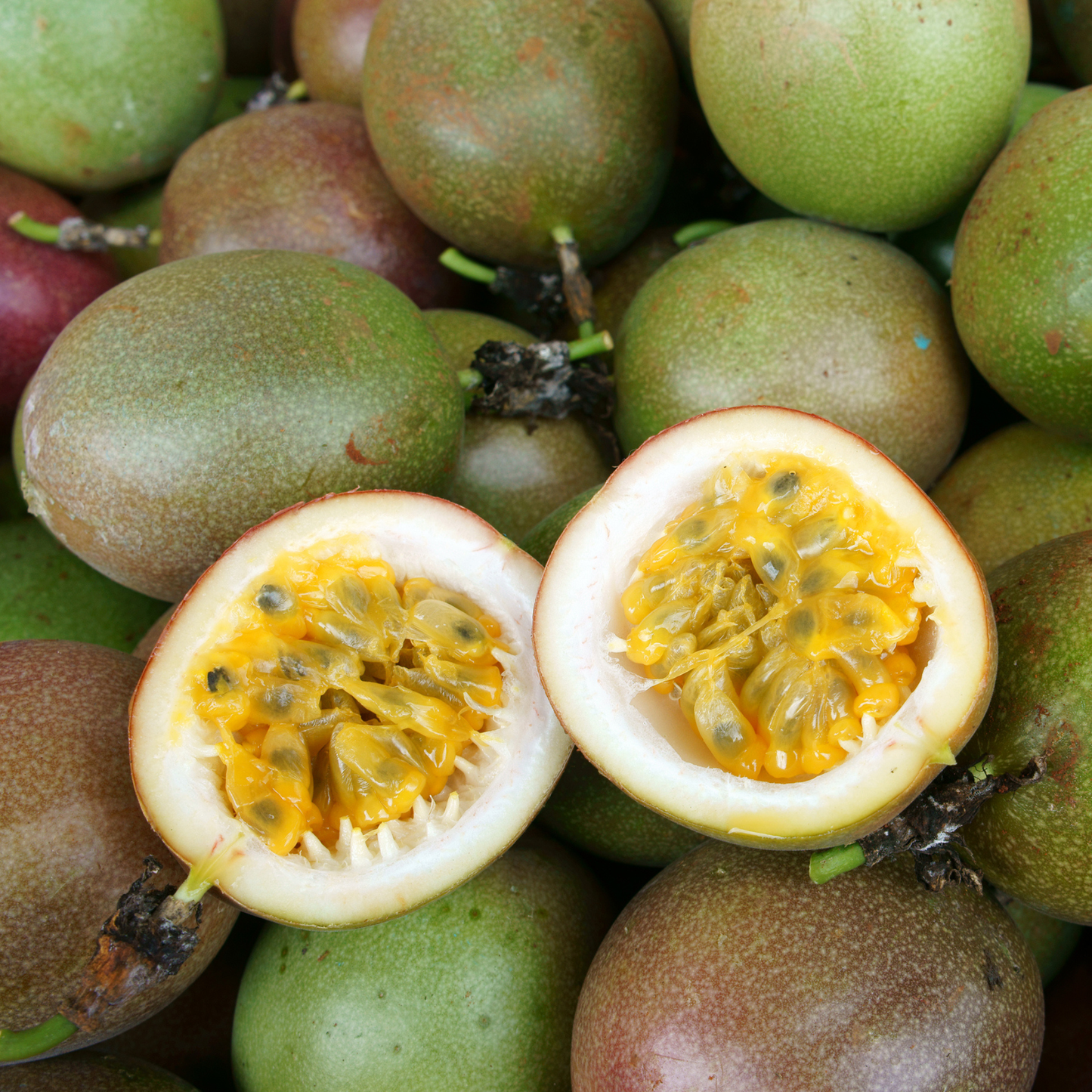 Maypop Seeds | Purple Passionflower | (Passiflora incarnata)