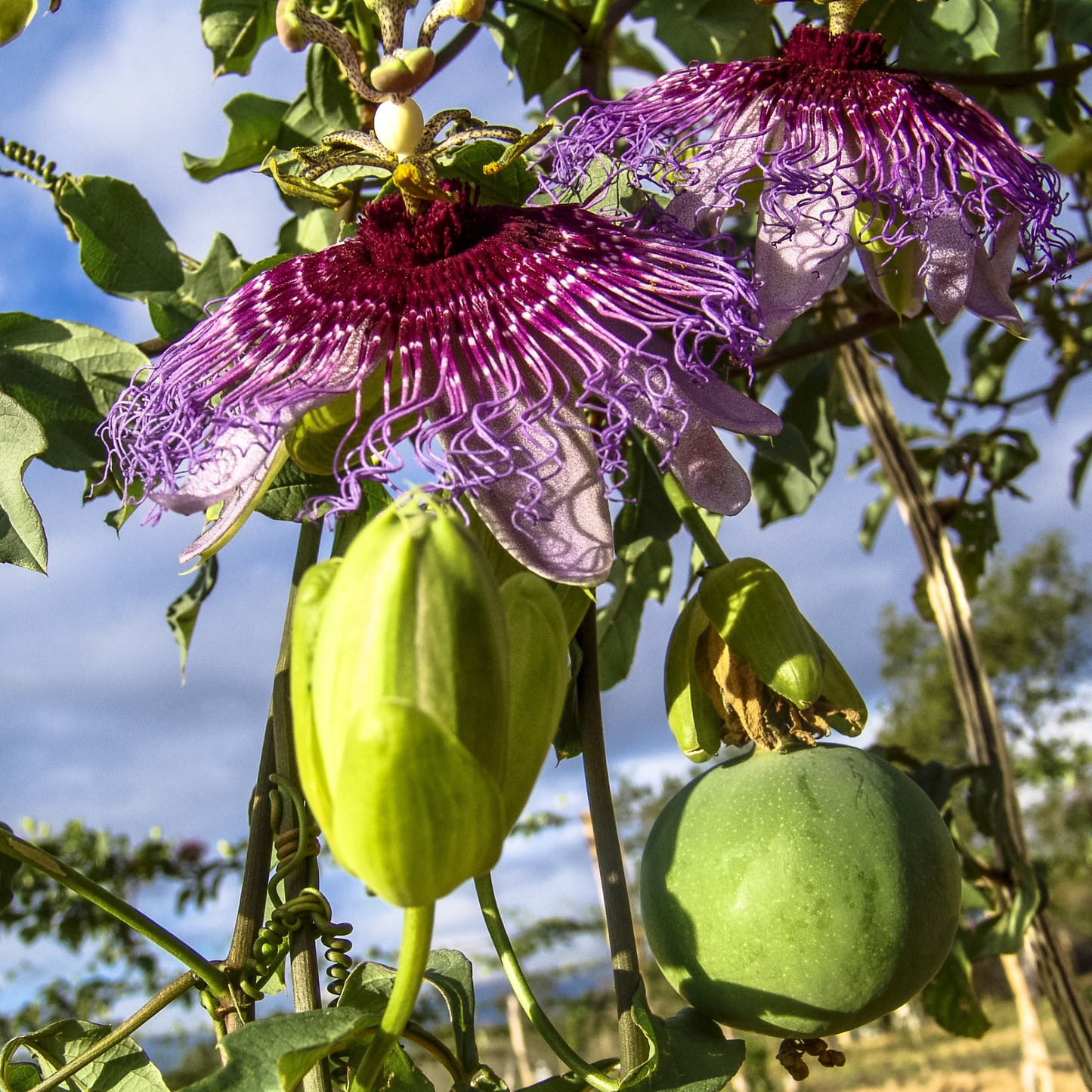 Maypop Seeds | Purple Passionflower | (Passiflora incarnata)
