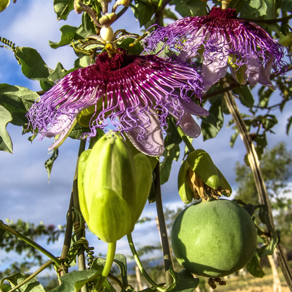 Maypop Seeds | Purple Passionflower | (Passiflora incarnata)